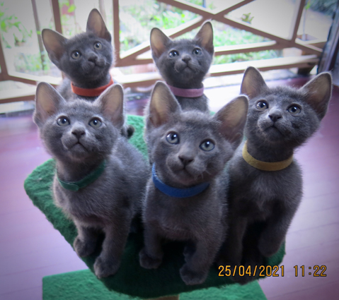Kittens at 7 weeks